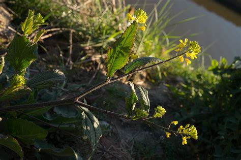 Brassica Nigra L Wdjkoch Moutarde Noire Préservons La Nature