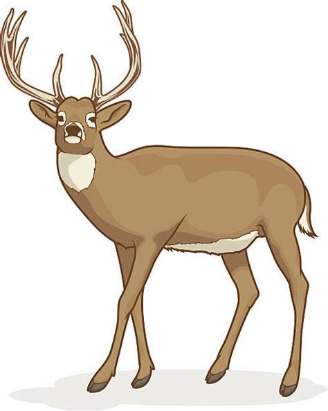 Royalty Free Whitetail Deer Clip Art Vector Images And Illustrations