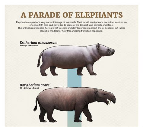 The Casual Paleoartist — Evolution Series A Parade Of Elephants