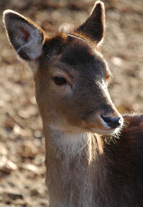 Fallow Deer In Close Up Fallow Deer Spotted In Ouwehands D Flickr