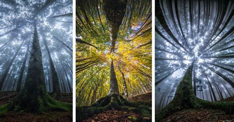 Awe Inspiring Photographs Depict The Stunning Beauty Of The Forest From