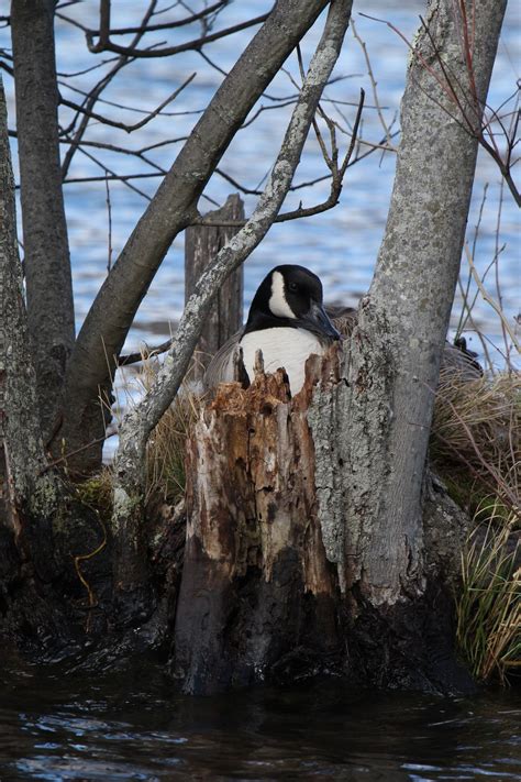 Canadian Goose On Her Nest Smithsonian Photo Contest Smithsonian