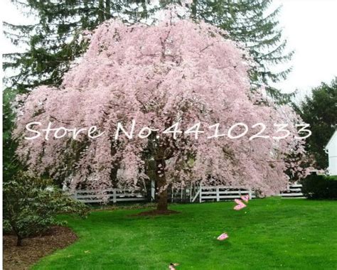 Seeds Pink Fountain Weeping Cherry Tree Bonsais Plants Diy Home Garden