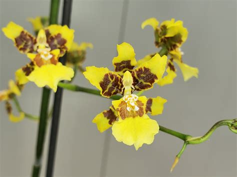 Oncidium Sphacelatum White Plains Orchids