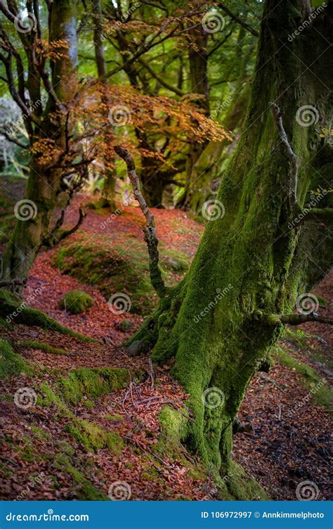 Fairy Tale Forest In Scottish Highlands Stock Image Image Of Moody