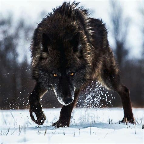 Ready To Attack Wolf Photos Wolf Pictures Animal Pictures Nature