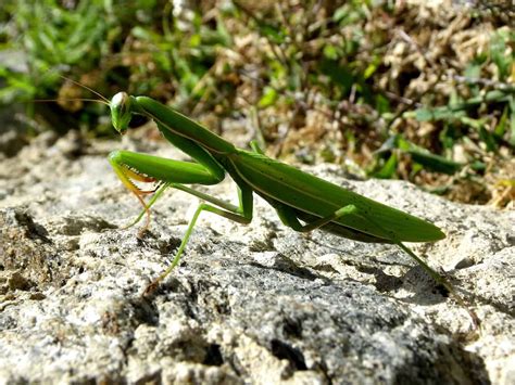 Surprising Praying Mantis Facts You Probably Didn T Know About