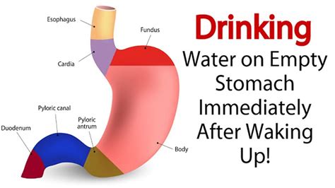 Drinking Water On Empty Stomach Immediately After Waking Up Simple