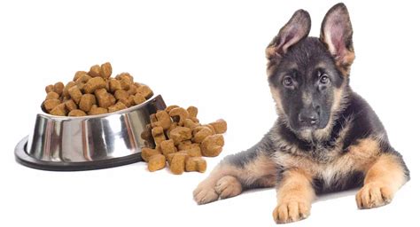 How Much To Feed A German Shepherd Puppy Allgshepherds