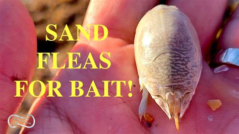 How To Catch And Use Sand Fleas For Bait On The Beach Ff Episode 8