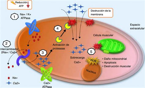 Mecanismo De Lesión Celular En Rabdomiólisis 1 Disminución De Atp Por