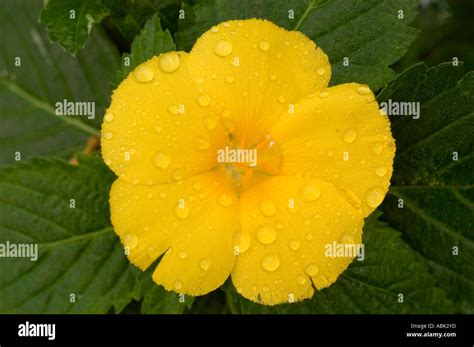 Five Petals Hi Res Stock Photography And Images Alamy