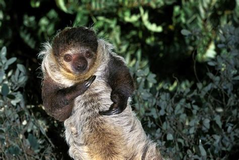 All 6 Different Types Of Sloths In The Americas With Photos Wildlifetrip