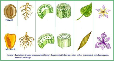 Contoh Tumbuhan Gymnospermae