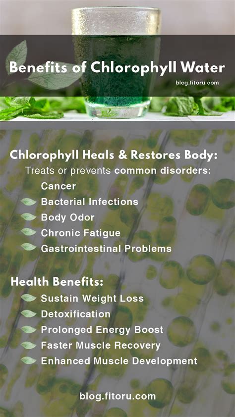 Benefits Of Drinking Chlorophyll Urban Cultivator