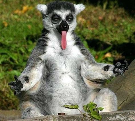 Silly Lemur Funny Animal Photos Funny Animal Pictures Funny Images