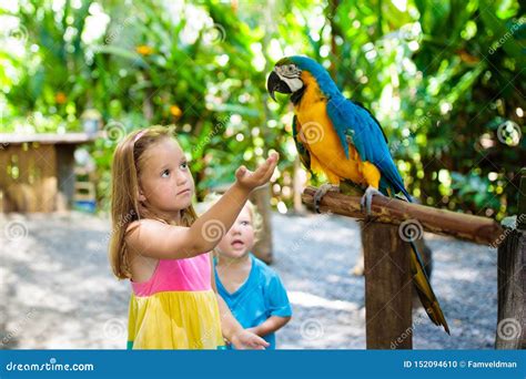 Kids Feeding Macaw Parrot Child Playing With Bird Stock Photo Image