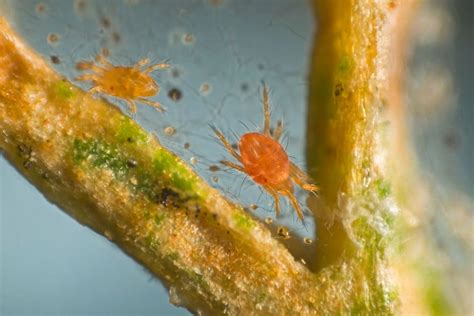 Controlling Spider Mite In Your Garden