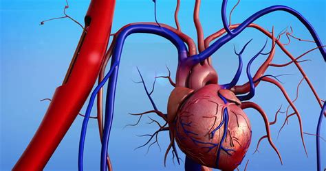 Blood flows from the capillaries into very small veins called venules, then into the veins that lead back to the heart. Human Heart, Human Heart Model And Erythrocytes In The ...