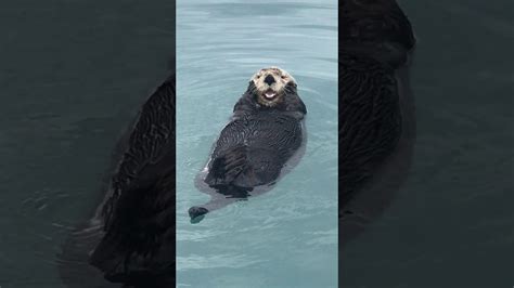 Funny Sea Otter In Seaward Alaska 2017 Youtube