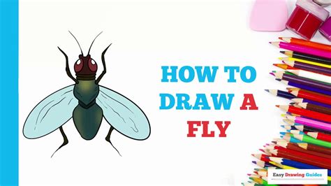 How To Draw A Fly In A Few Easy Steps Drawing Tutorial For Beginner