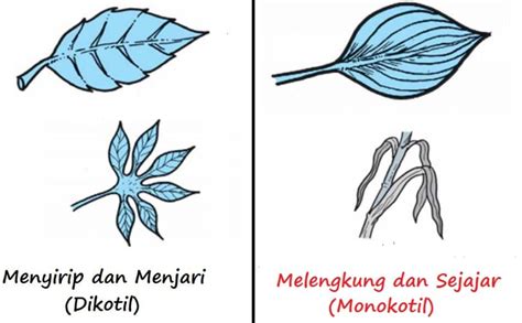 Perbedaan Tumbuhan Monokotil Dan Dikotil Beserta Penjelasan Dan
