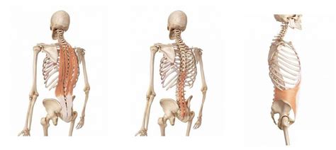 Posture Archives Spinal Back Rack