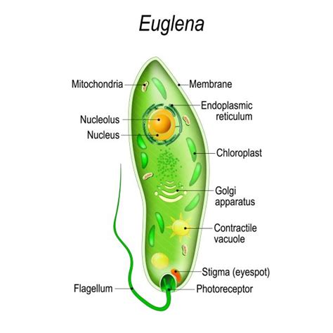 Do Protists Have A Nucleus Biology Dictionary