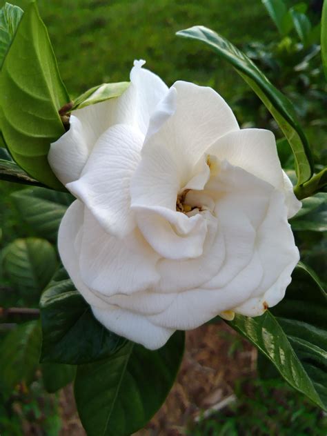 Few natural scents are as remarkable, evocative, and memorable. First Gardenia Bloom of the Year #gardening #garden #DIY # ...