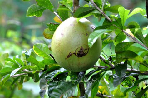 Benefits Of Miracle Fruit Calabash Tree Fruit Trees