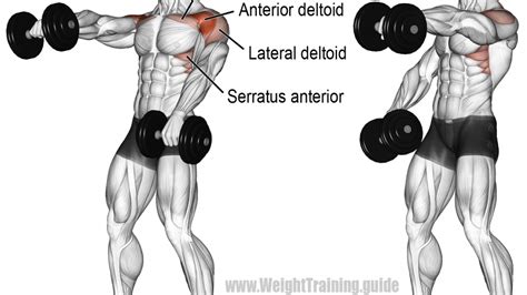 Best Shoulder Exercises For Great Results Page 3 Of 6 Weight