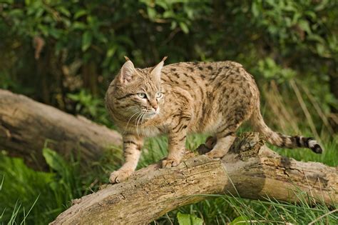 Michigan cat rescue, saint clair shores, mi. Wild Cats: The Wildcat - kimcampion.com
