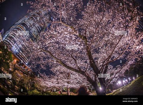 A Going To See Cherry Blossoms At Night And Roppongi Hills Mori Garden