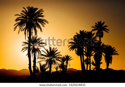 Palm Trees Silhouettes Sunset Background Stock Photo 1620618835
