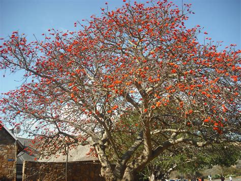 Viaggiare in sudafrica è stato come tornare alle proprie origini, una terra primordiale, luogo detto dell' evoluzione dell' uomo, una terra un cui si assapora quella forza di cui anche gli animali ne sono i. Albero corallo - Viaggi, vacanze e turismo: Turisti per Caso