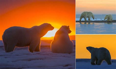 Three Polar Bears Are Sitting On The Ice And One Is Looking At The Sun Set