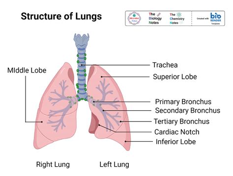 Lungs Definition Structure Location Functions Diseases