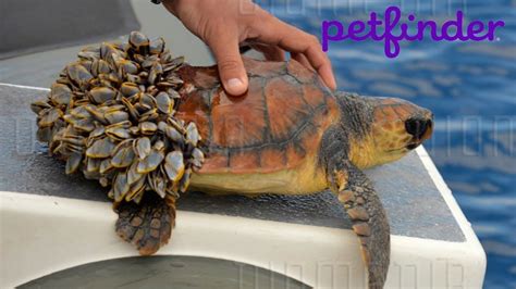 Animal Rescue Near Me Turtle - MALANIP