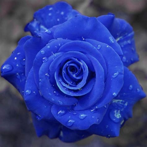 Beautiful Blue Flowers Photos