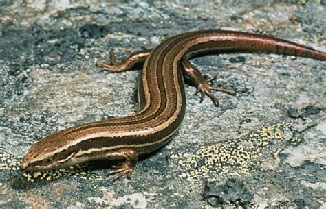 Northern Grass Skink Reptiles And Frogs
