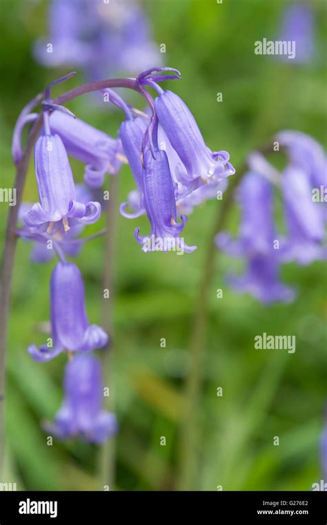 Native English Bluebells Stock Photo Alamy