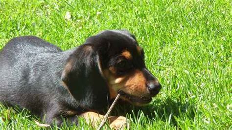 doxle doxles beagle  dachshund