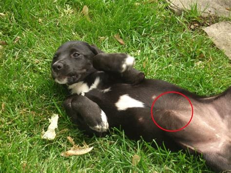 Do Puppies Have Belly Buttons