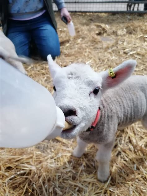 Bottle Feed The Lambs At Folly Farm Adventure Park And Zoo
