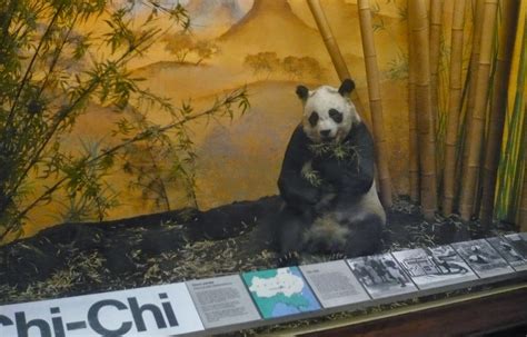 Art E Facts Encounters With Objects In Museums Chi Chi The Giant Panda