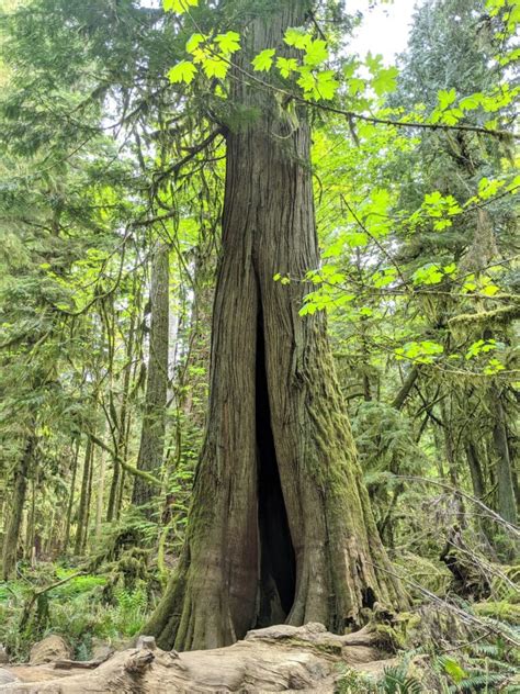 Ultimate Guide To Cathedral Grove Bc Vancouver Island Katarti