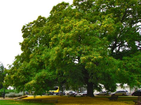 Árvores grandes, são grandes árvores. | Tipuana tipu, Prazer… | Flickr