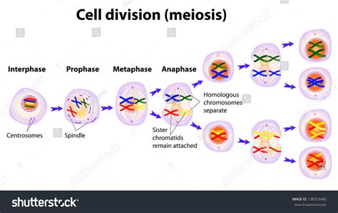 1155 Afbeeldingen Voor Meiosis Cell Division Afbeeldingen Stockfoto