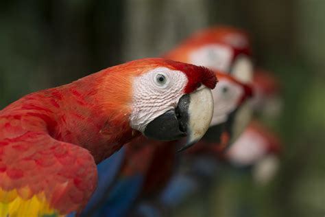 Scarlet Macaws A Group Of Scarlet Macaws Sitting In A Line Daniela