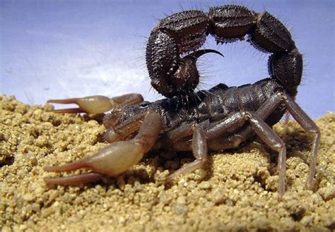 The Worlds Most Dangerous Scorpions Planet Deadly